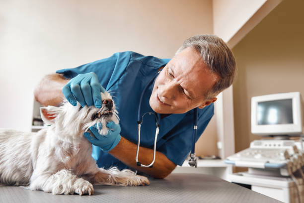 Best 24-Hour Emergency Dentist in Burkburnett, TX